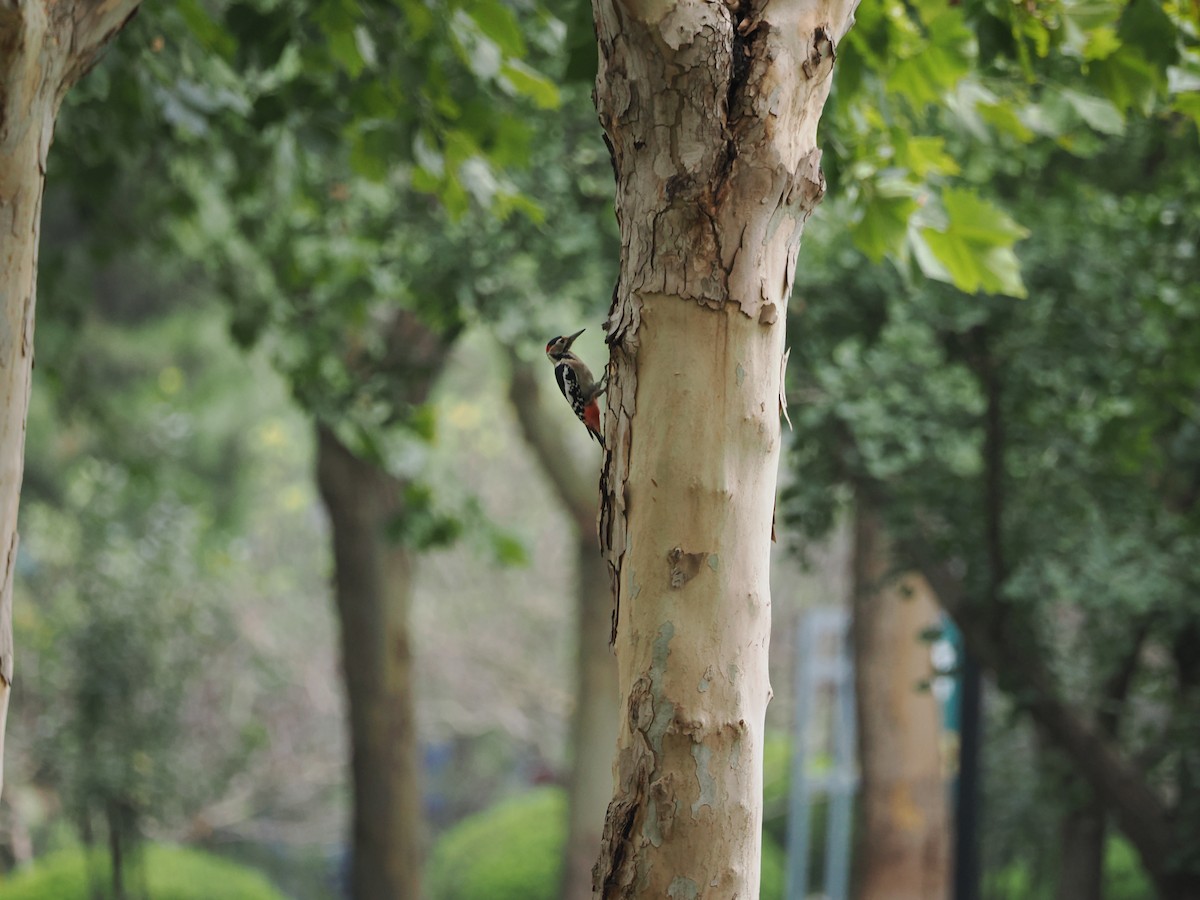 Great Spotted Woodpecker - ML624210712