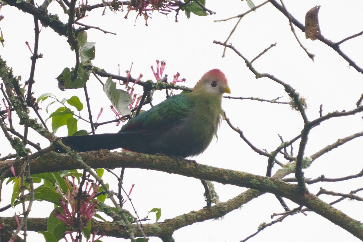 Red-crested Turaco - ML624210713