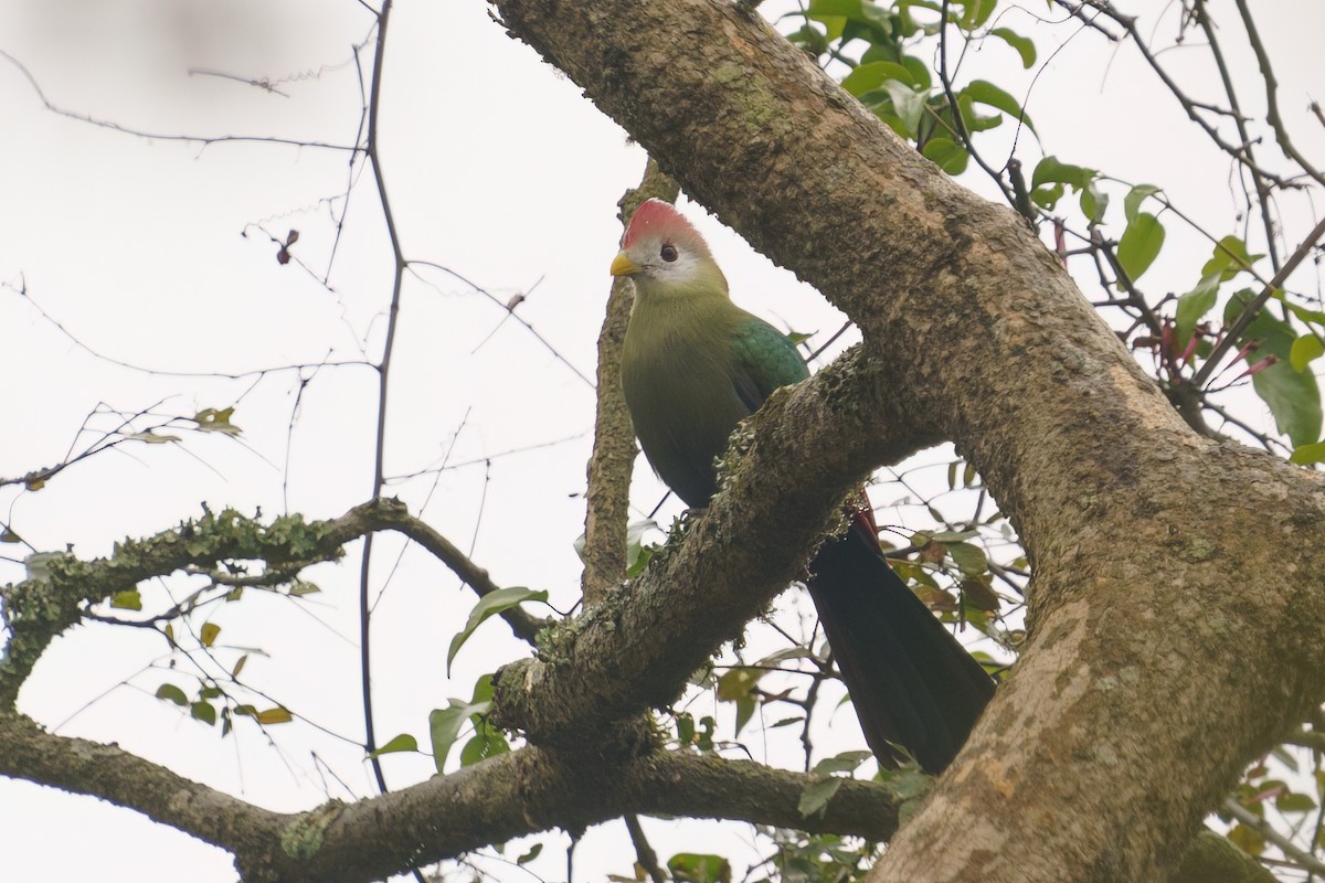 Red-crested Turaco - ML624210714