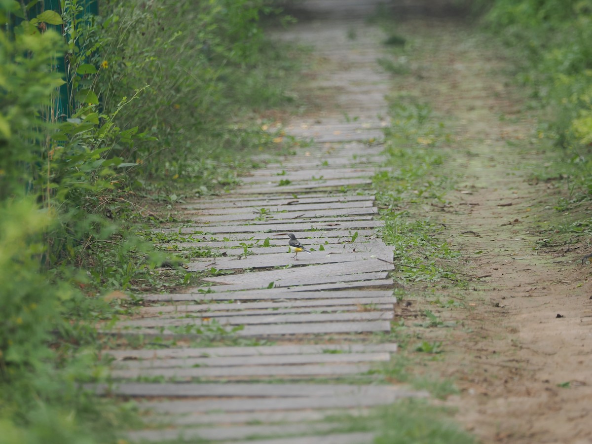 Gray Wagtail - ML624210762