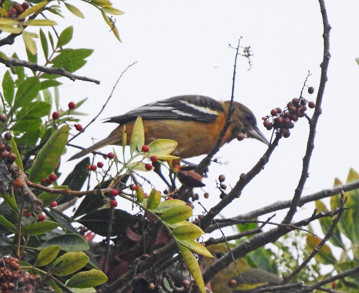 Baltimore Oriole - ML624210776