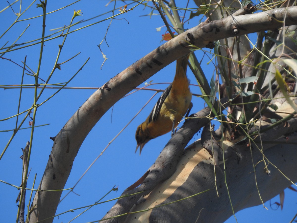 Baltimore Oriole - ML624210783