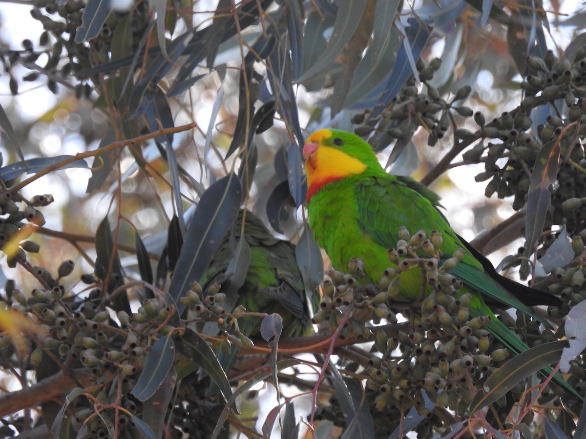 Superb Parrot - ML624210785