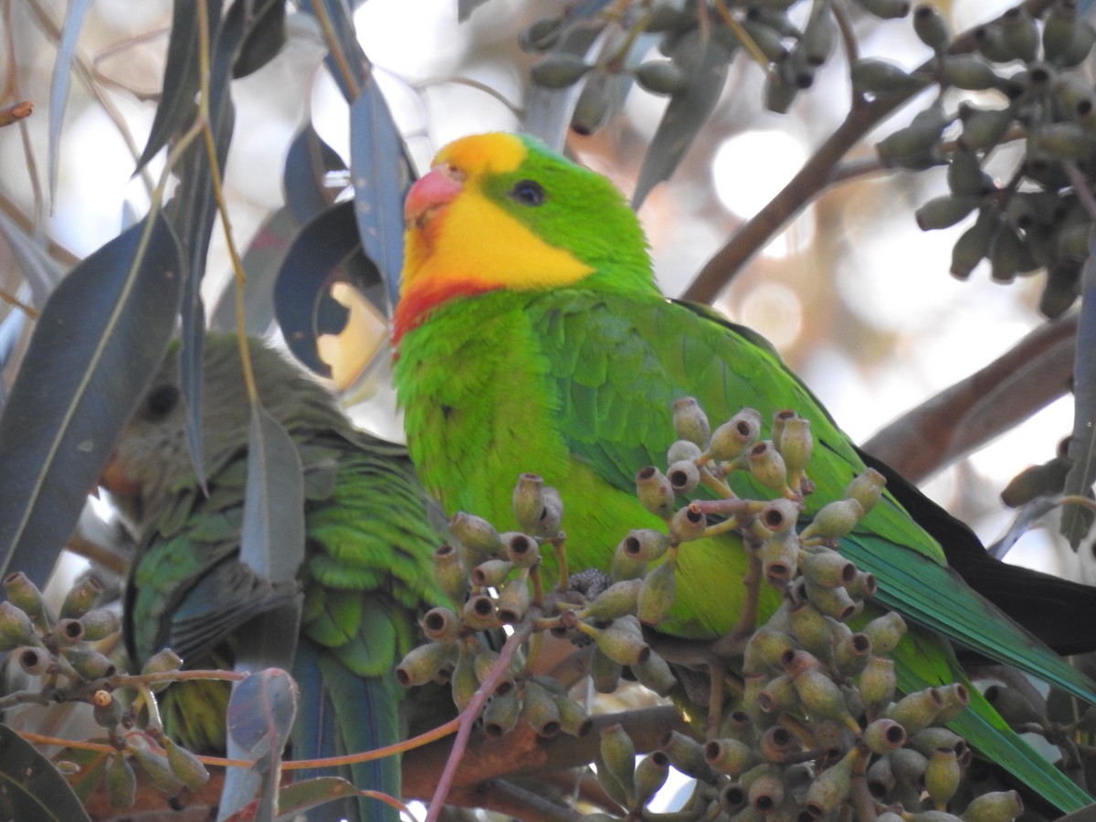 Superb Parrot - ML624210786