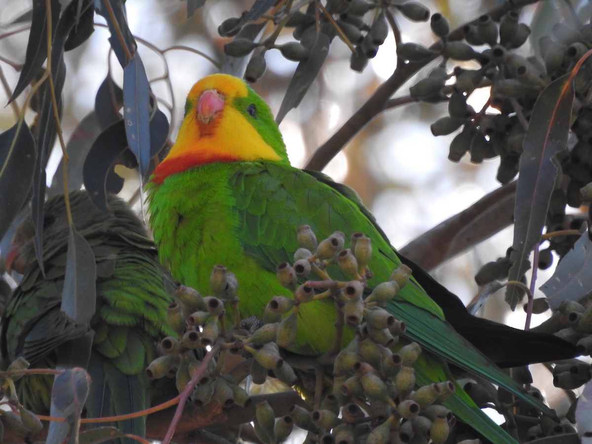 Superb Parrot - ML624210787