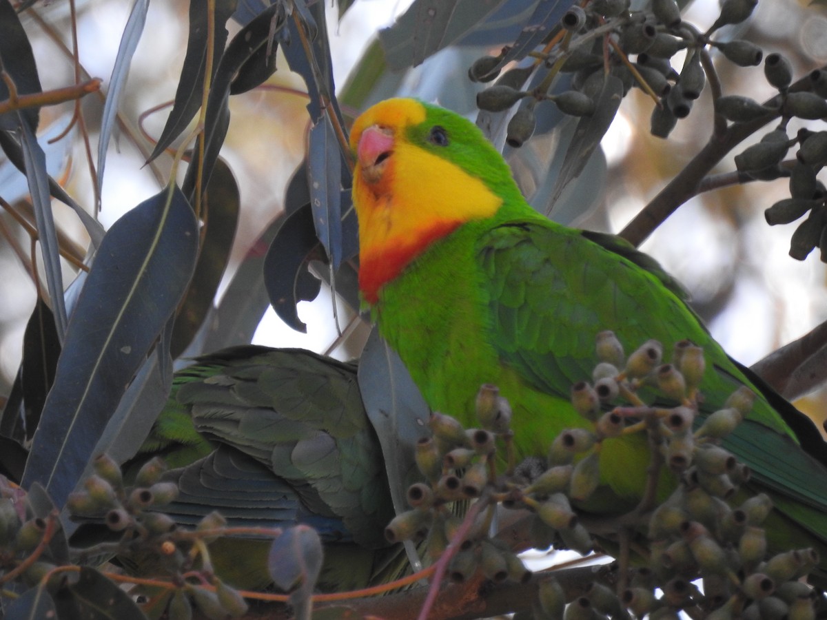 Superb Parrot - ML624210788