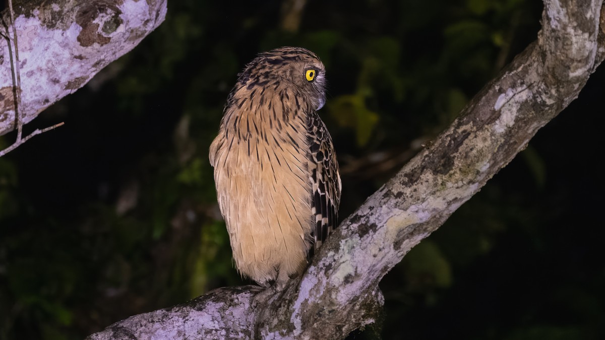 Buffy Fish-Owl - ML624210790