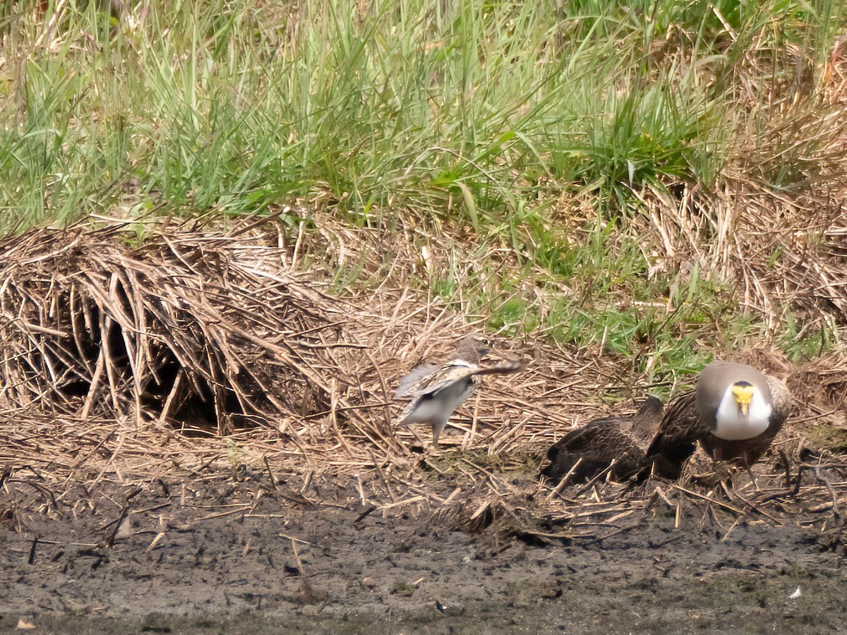 Australian Painted-Snipe - ML624210798