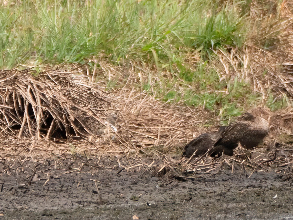 Australian Painted-Snipe - ML624210799