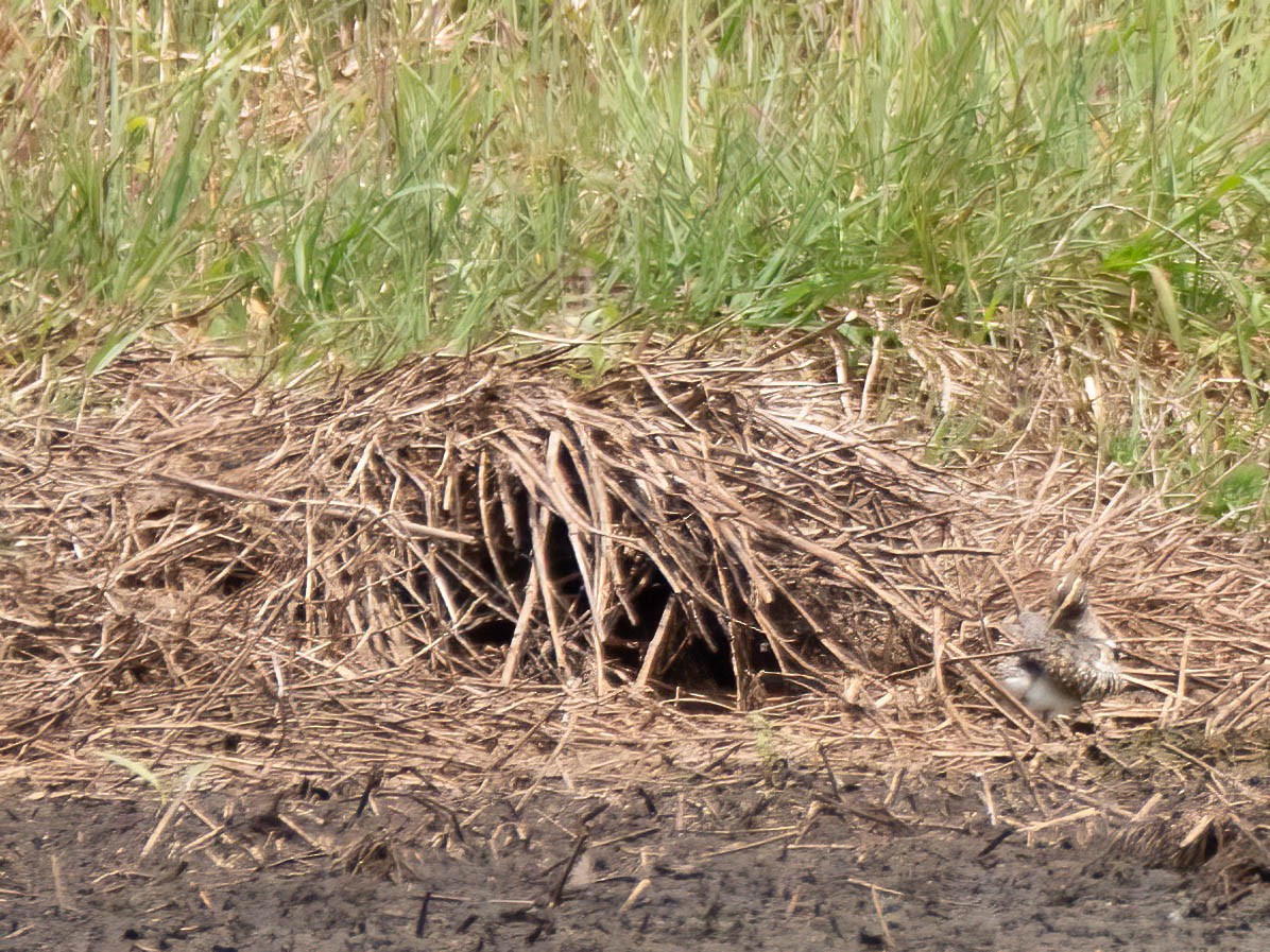 Australian Painted-Snipe - ML624210800