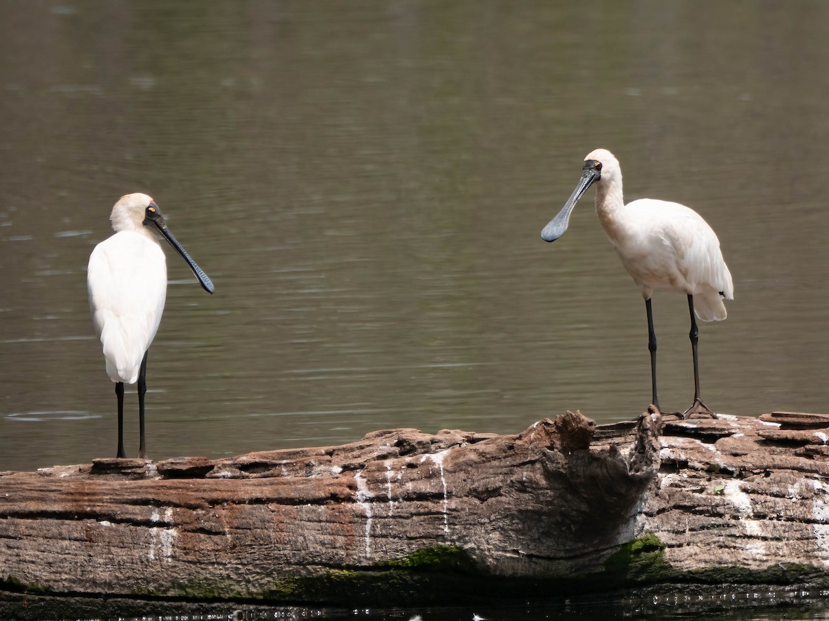 Royal Spoonbill - ML624210804