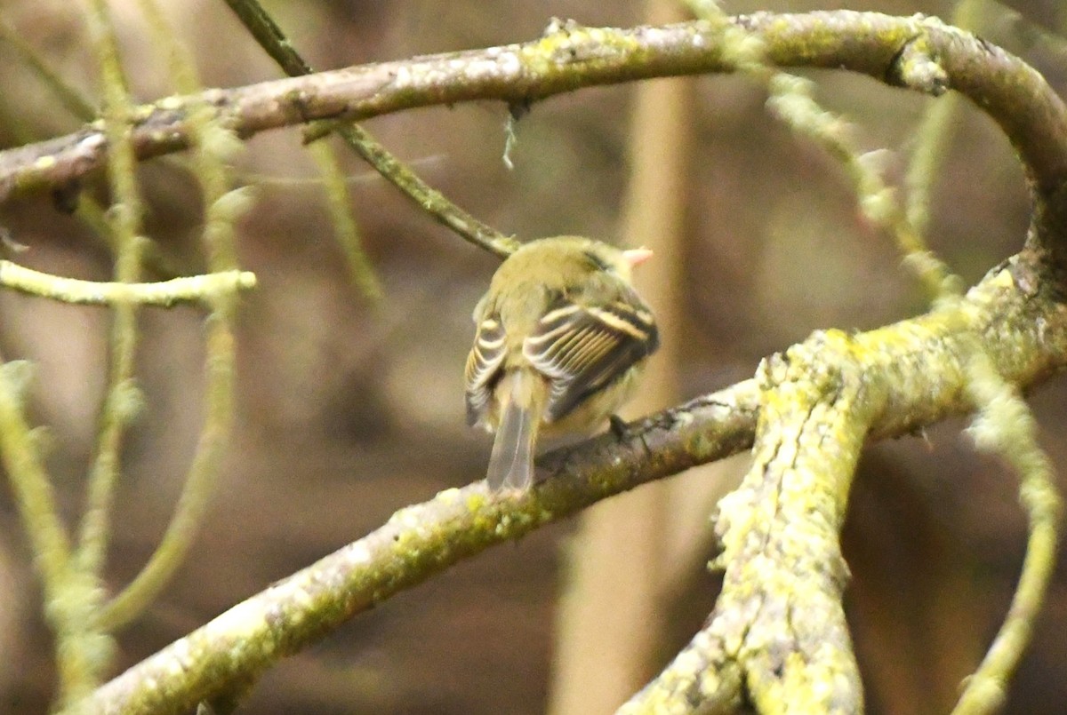 Western Flycatcher (Pacific-slope) - John Dreves