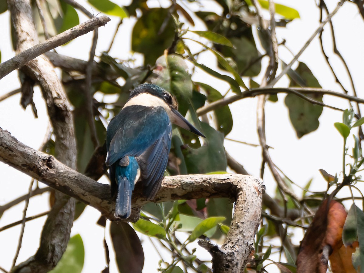 Forest Kingfisher - ML624210813