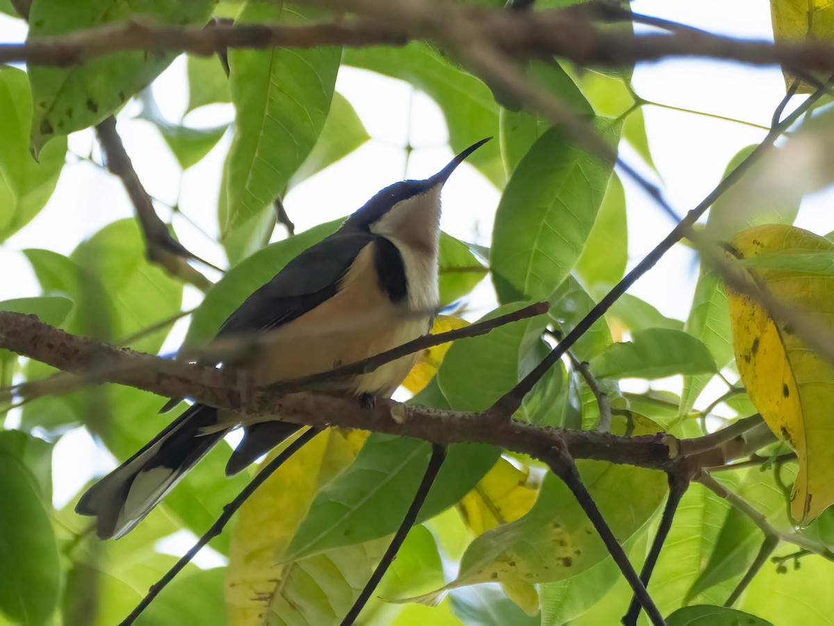 Eastern Spinebill - ML624210815