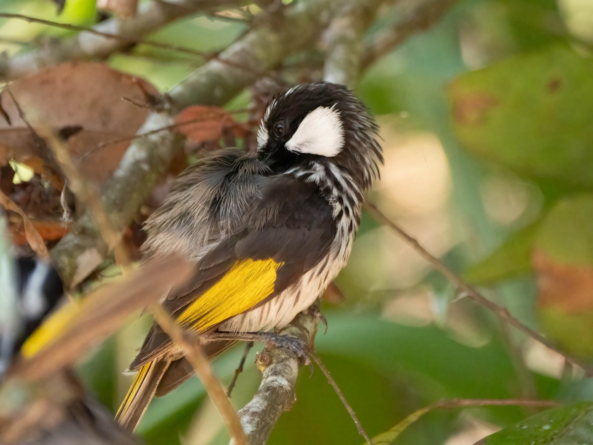 White-cheeked Honeyeater - ML624210826