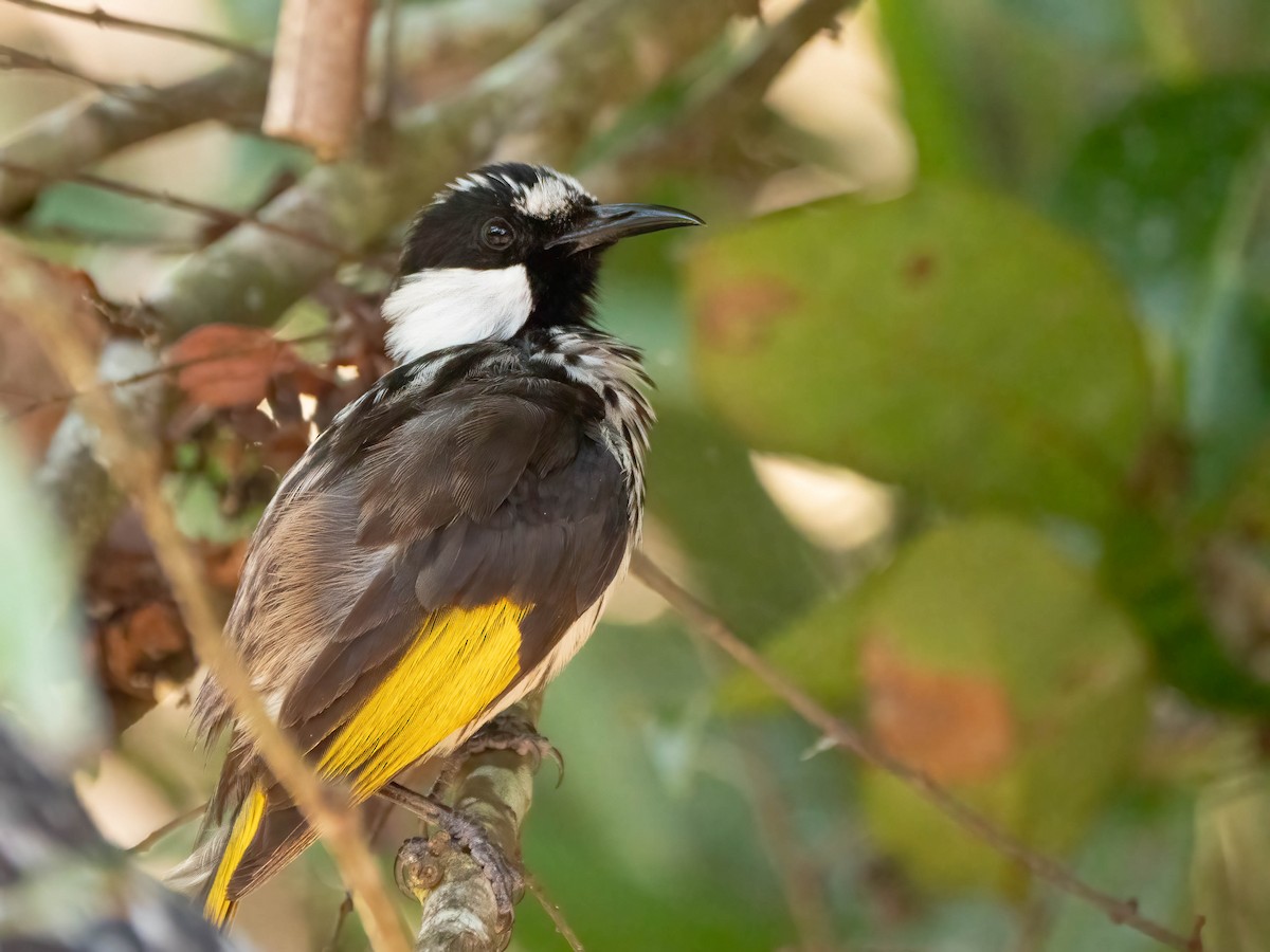 White-cheeked Honeyeater - ML624210827