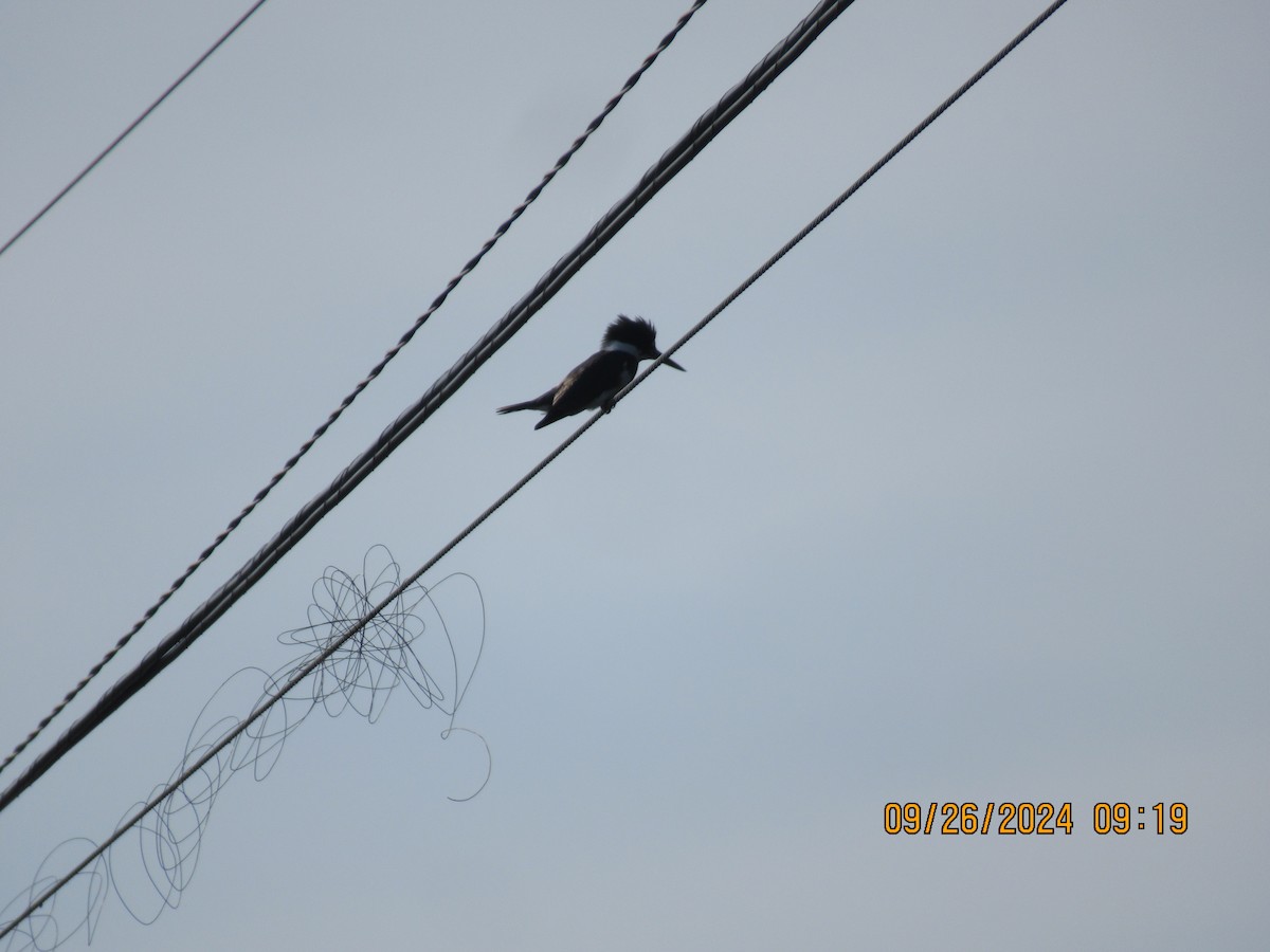 Belted Kingfisher - ML624210830