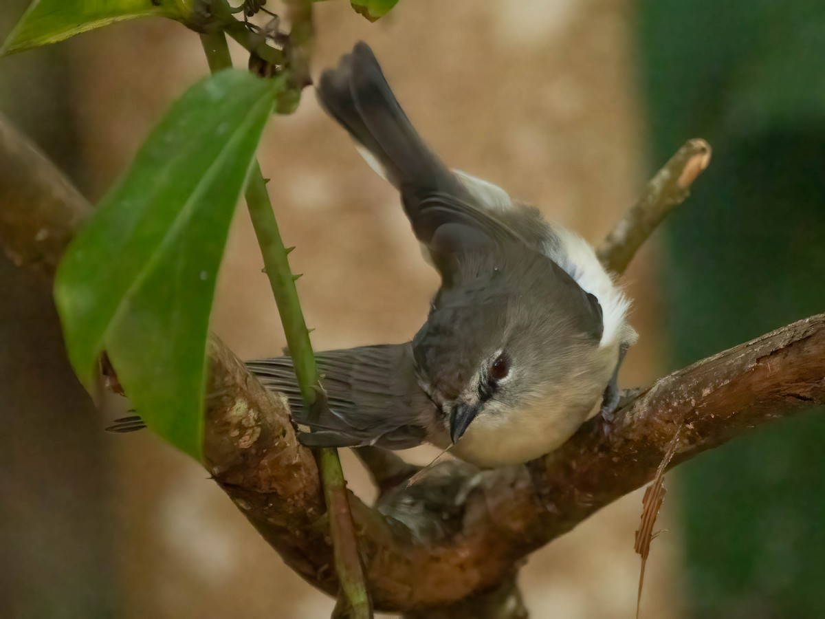 Brown Gerygone - ML624210833