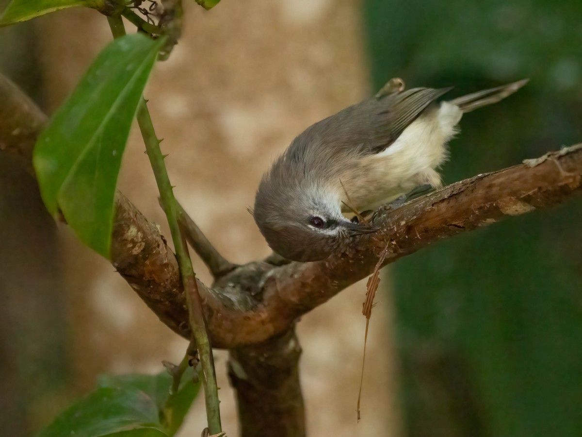 Brown Gerygone - ML624210834