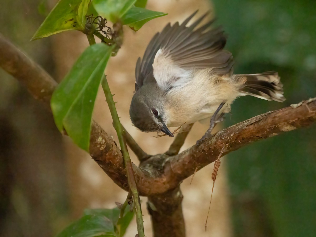 Brown Gerygone - ML624210835