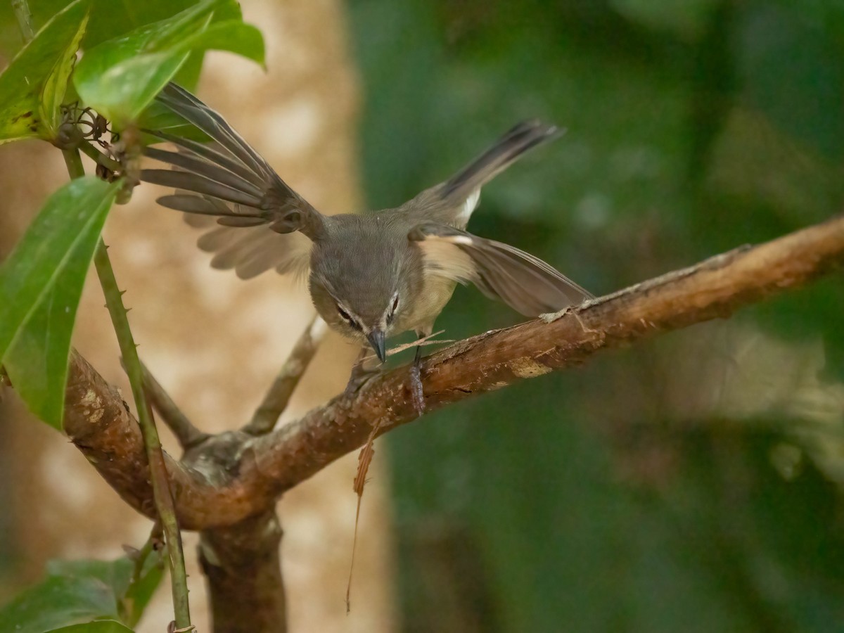 Brown Gerygone - ML624210836