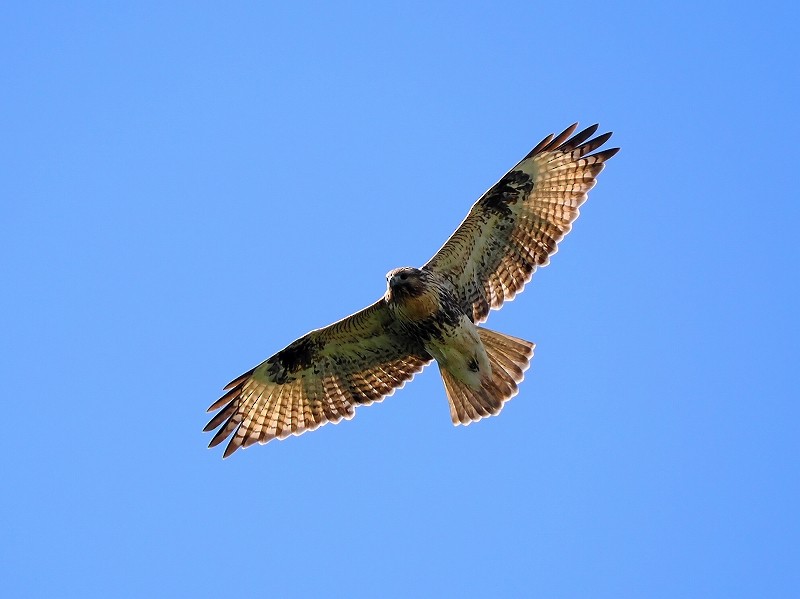 Eastern Buzzard - ML624210839