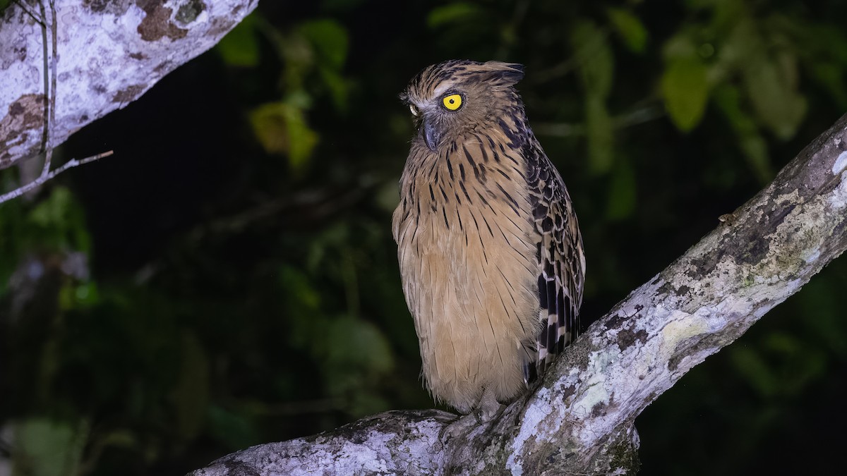 Buffy Fish-Owl - ML624210873