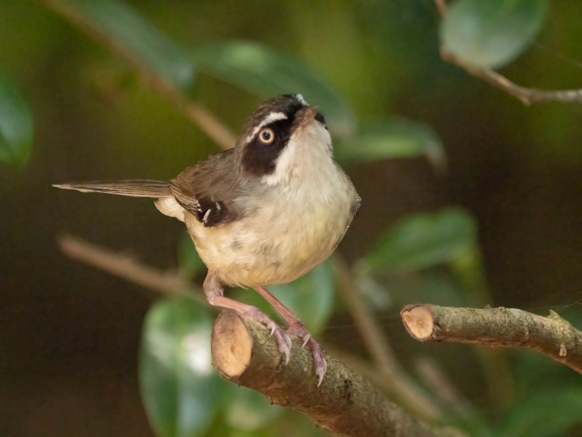 White-browed Scrubwren - ML624210877