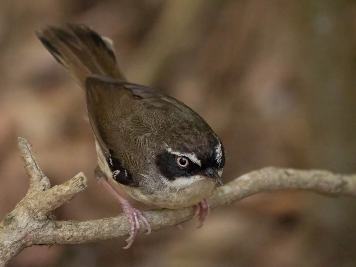 White-browed Scrubwren - ML624210878