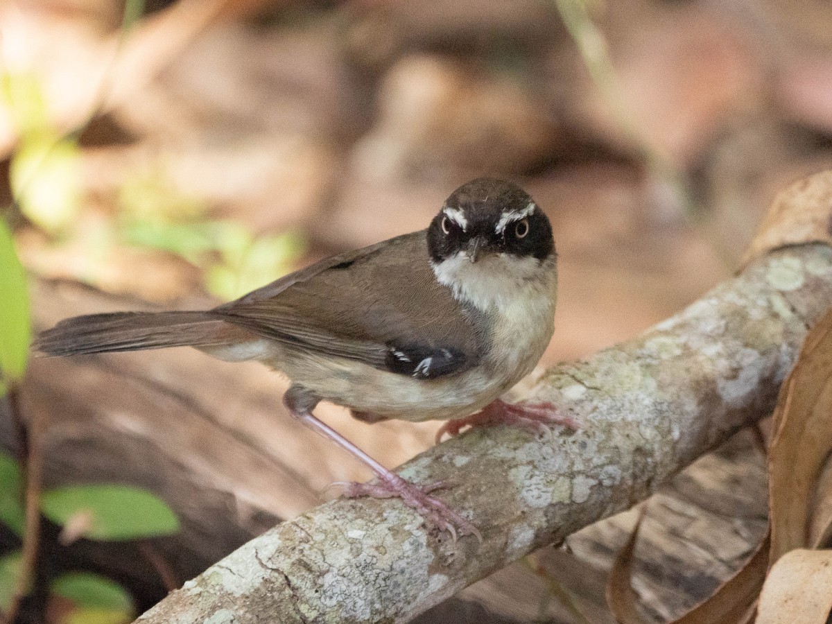 White-browed Scrubwren - ML624210879