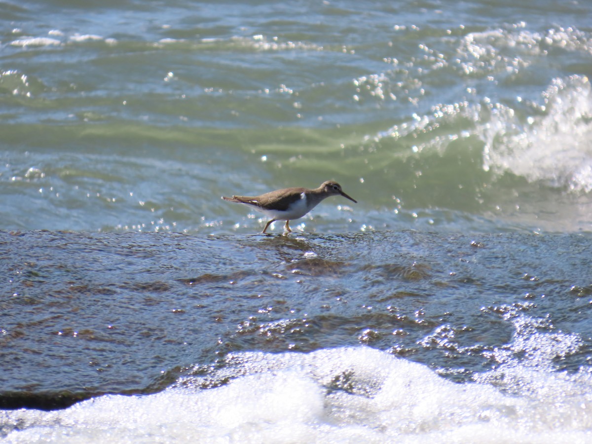 Common Sandpiper - ML624210881