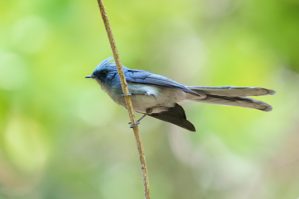 White-tailed Blue Flycatcher - ML624210884