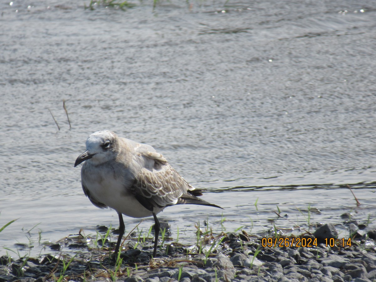 Laughing Gull - ML624210889