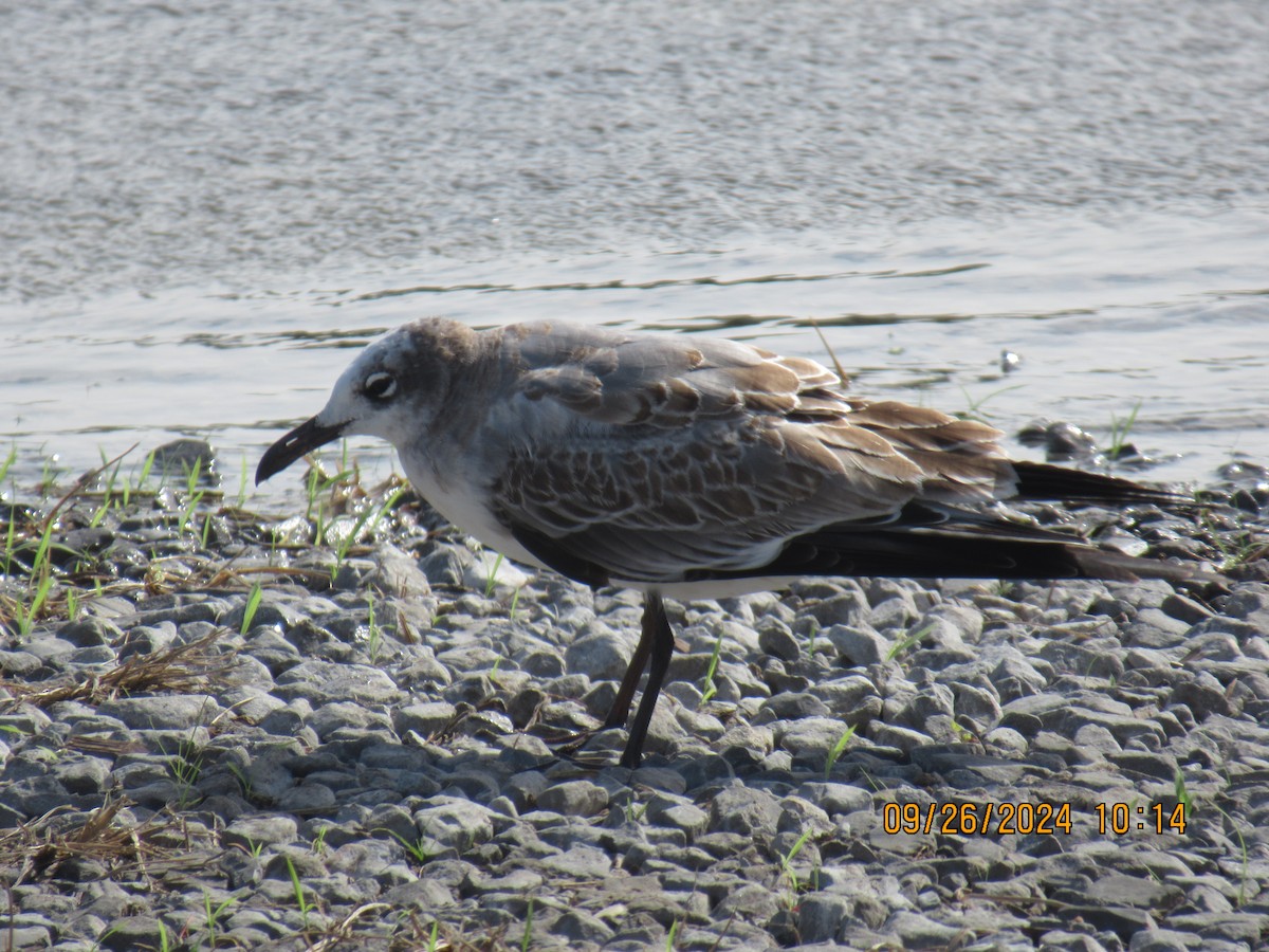 Laughing Gull - ML624210890