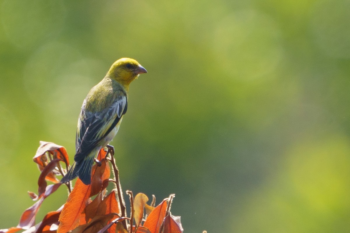 Yellow-crowned Canary - ML624210893