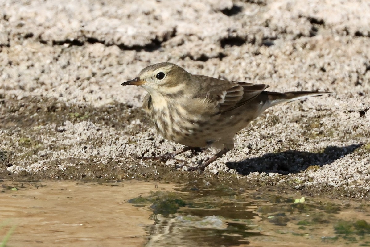 American Pipit - Alice Church