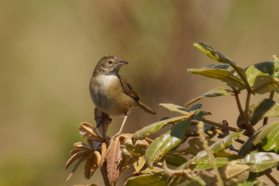 Rock-loving Cisticola (Huambo) - ML624210898