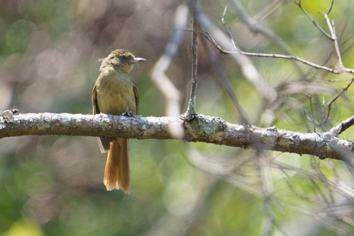 Cabanis's Greenbul - ML624210899