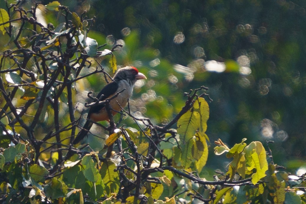 Black-backed Barbet - Reece Dodd