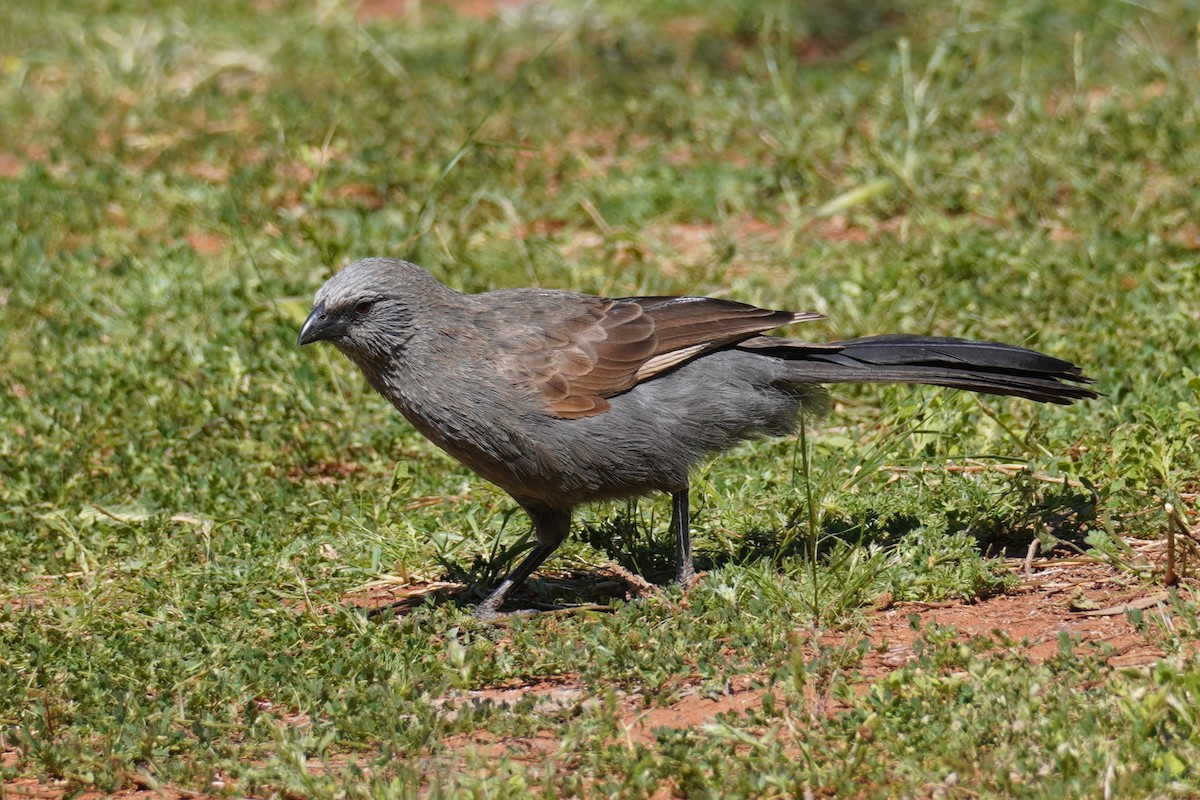 Apostlebird - ML624210901