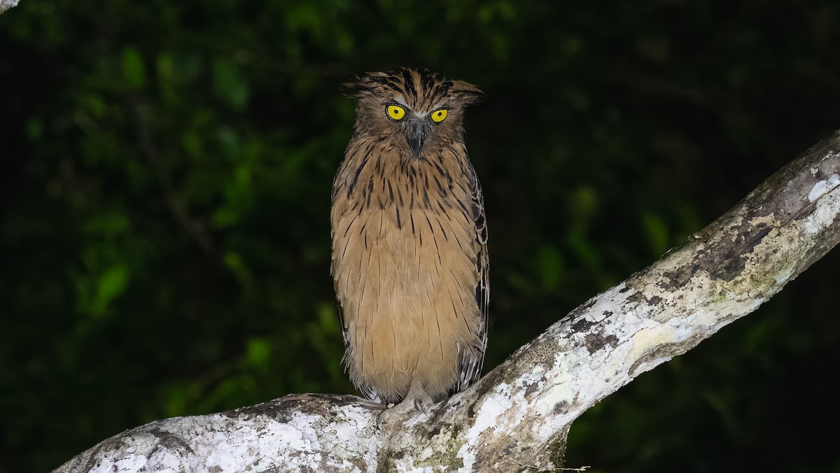 Buffy Fish-Owl - ML624210902