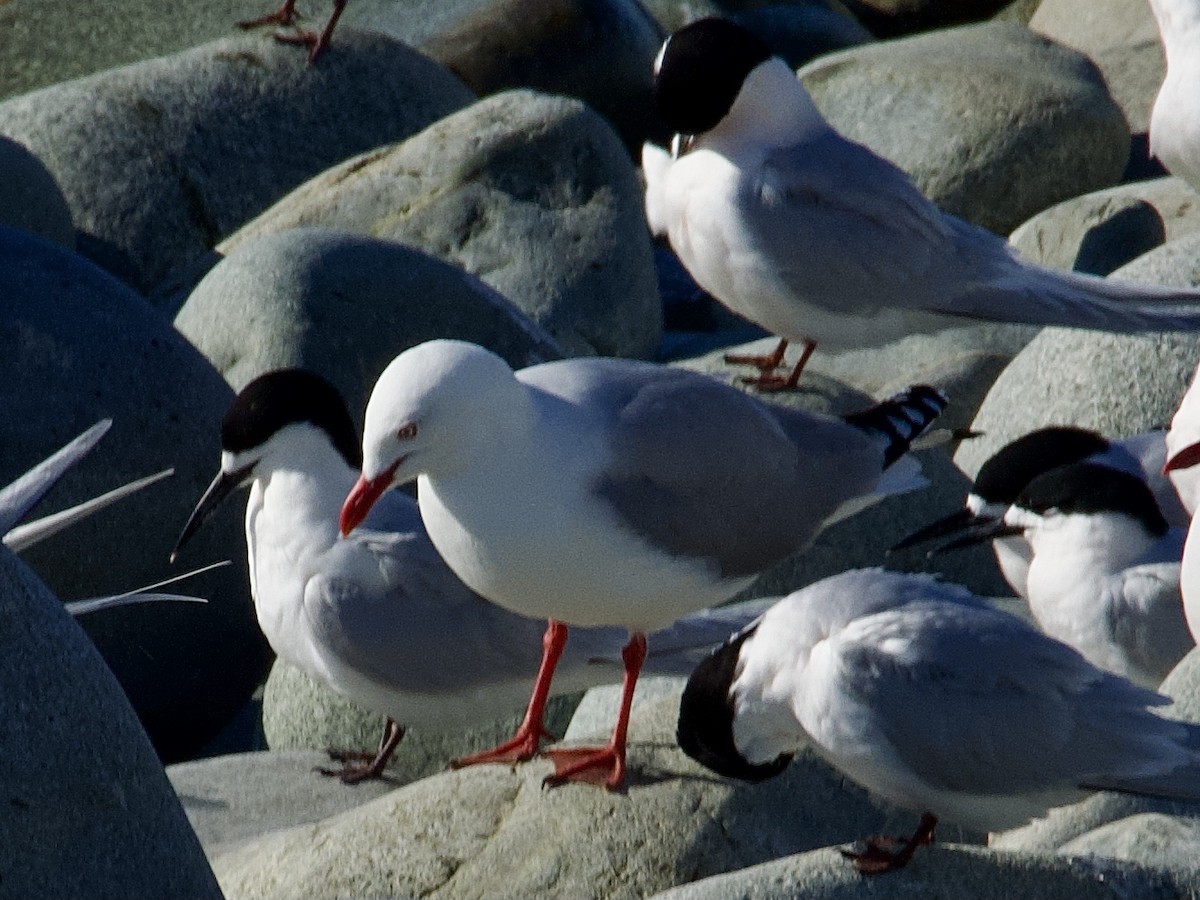 Gaviota Plateada - ML624210910