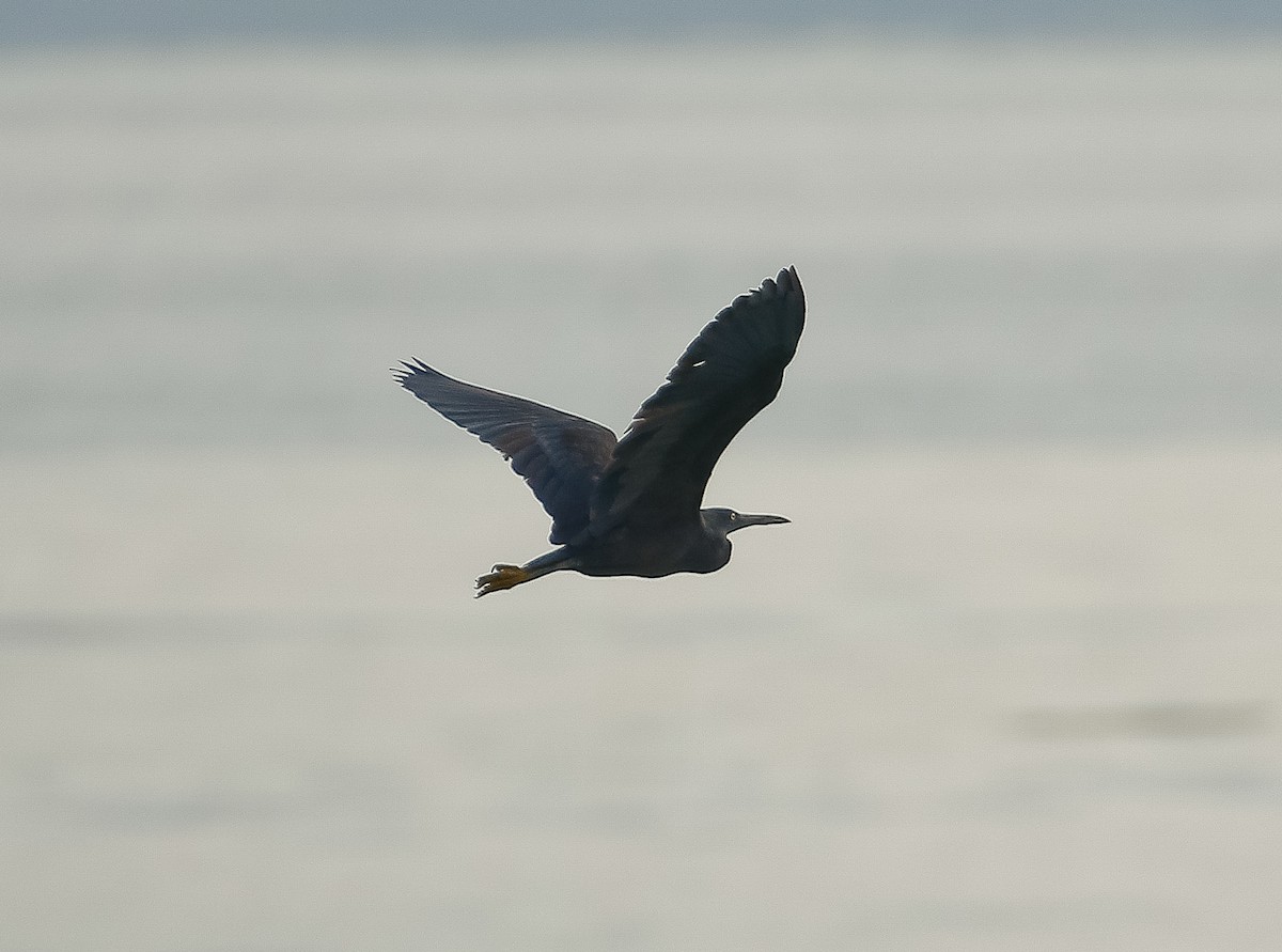 Pacific Reef-Heron - ML624210921