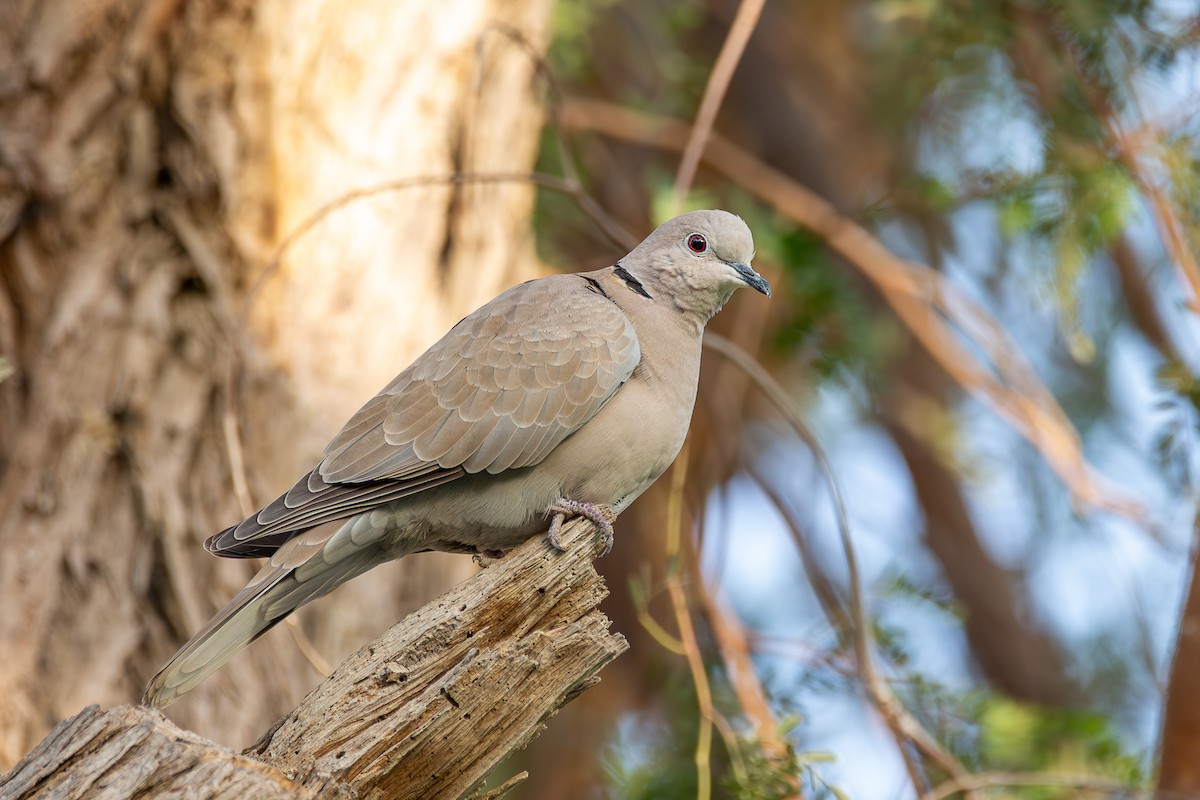 Eurasian Collared-Dove - ML624210930