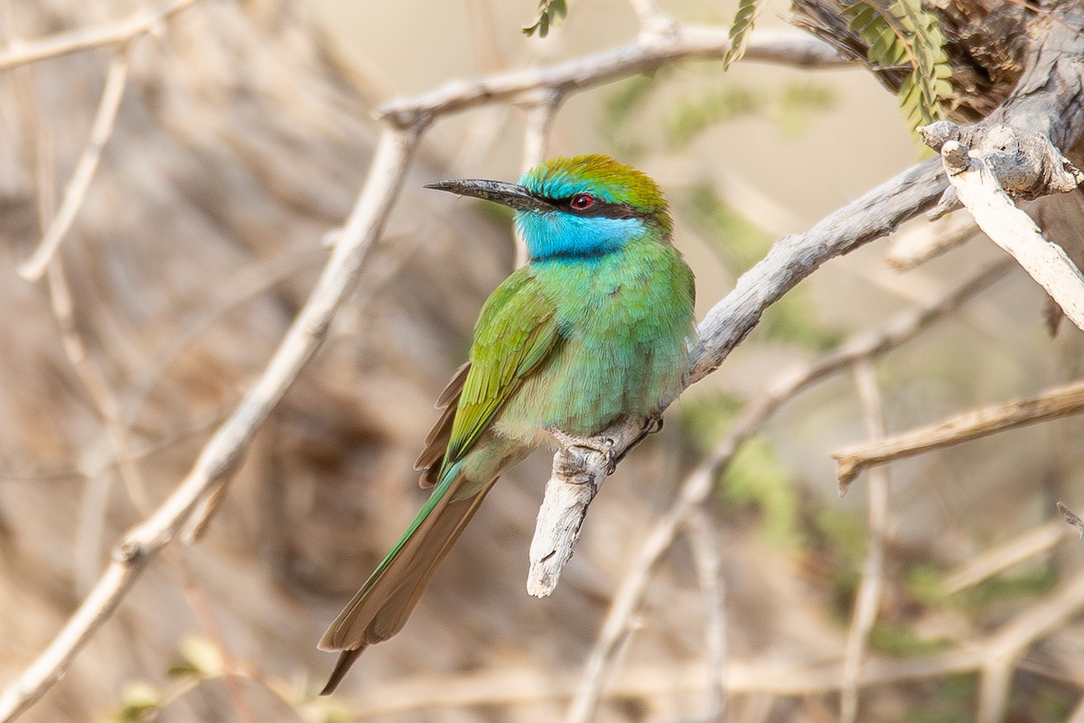 Arabian Green Bee-eater - Oscar Cablao