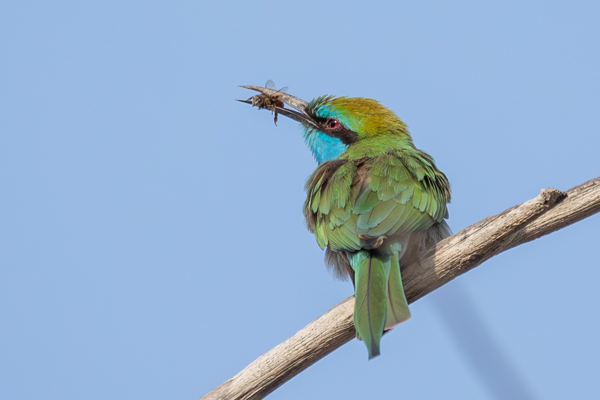 Guêpier à sourcils bleus - ML624210932