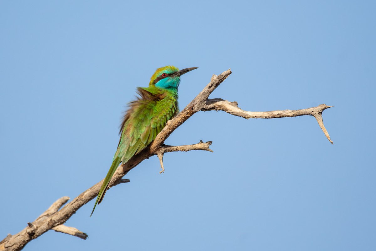 Guêpier à sourcils bleus - ML624210933