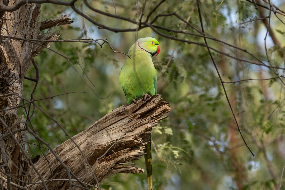 Rose-ringed Parakeet - ML624210935