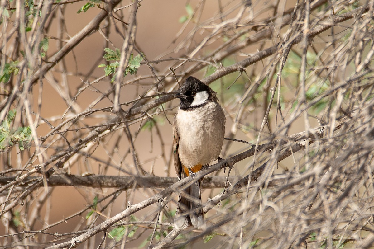 Bulbul à oreillons blancs - ML624210936