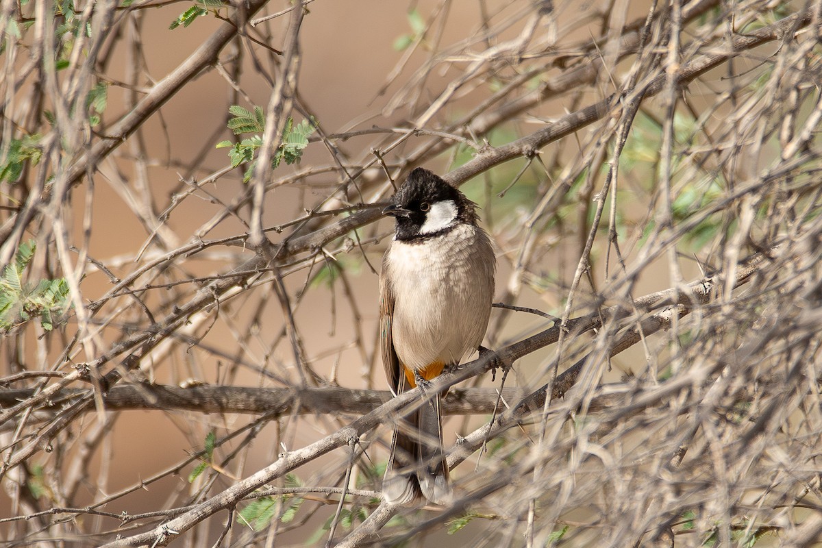 White-eared Bulbul - ML624210936